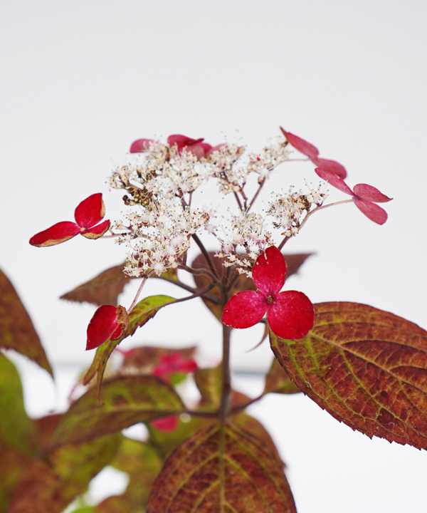 終盤の花の様子