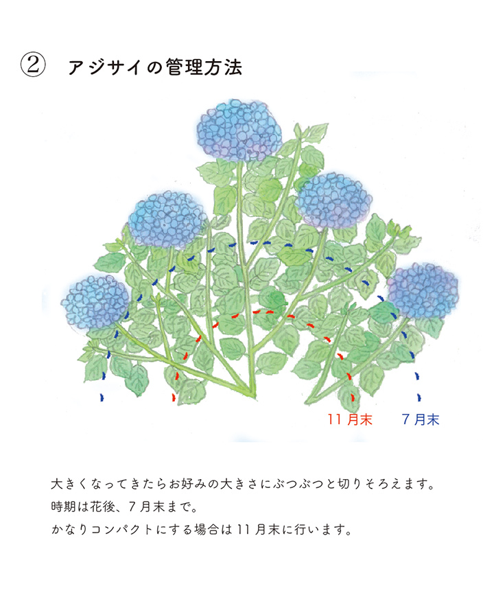 アジサイの管理方法