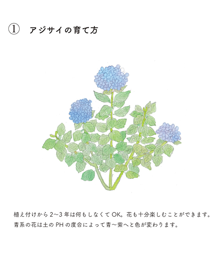 1-アジサイの育て方