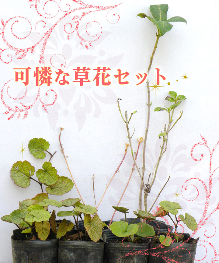 可憐な草花セット