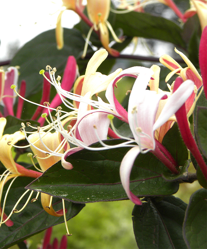 ロニセラ ベニバナスイカズラの花
