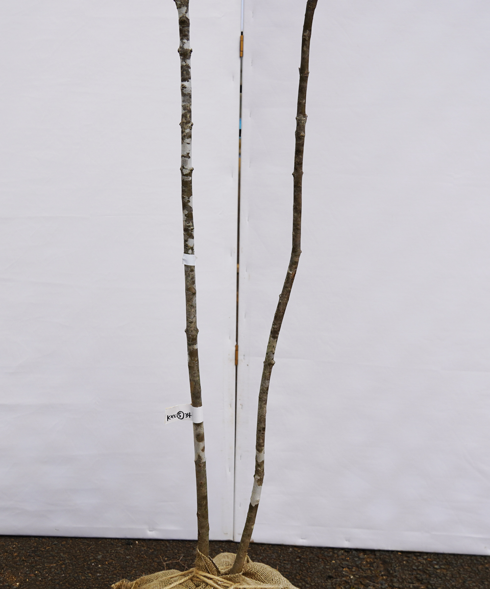 株元