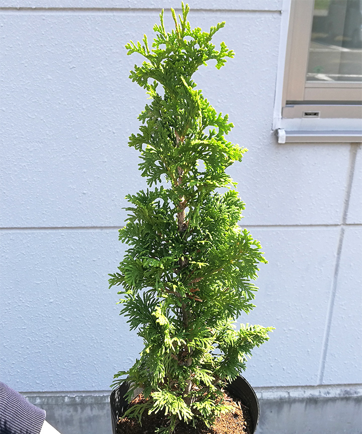 6月撮影