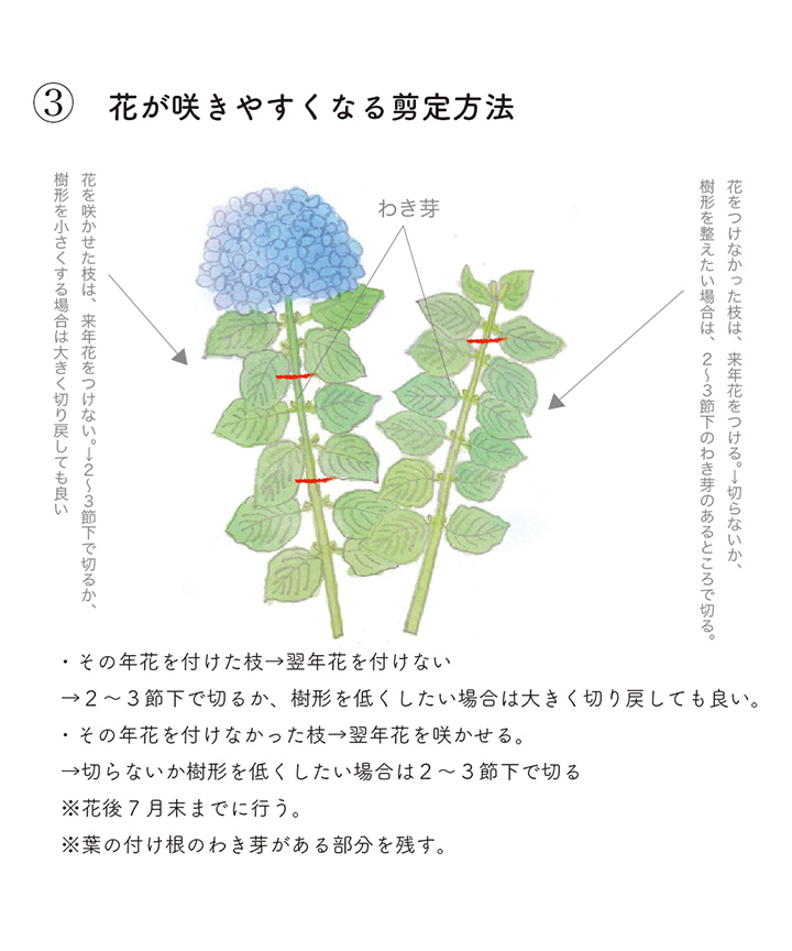 花が咲きやすくなる剪定方法