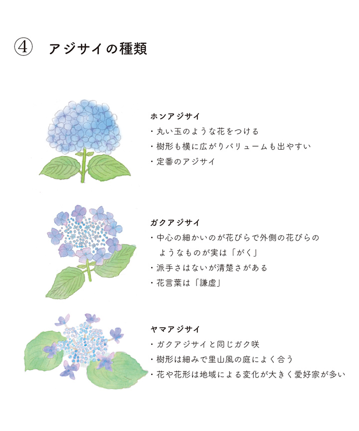 アジサイの種類