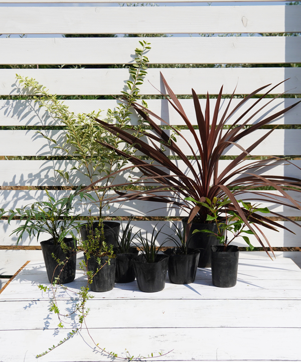 植え付け例②~玄関アプローチ、門柱前へ~