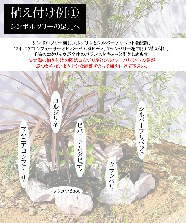 植え付け例①~シンボルツリーの足元へ~