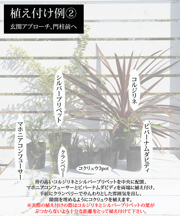 植え付け例②~玄関アプローチ、門柱前へ~