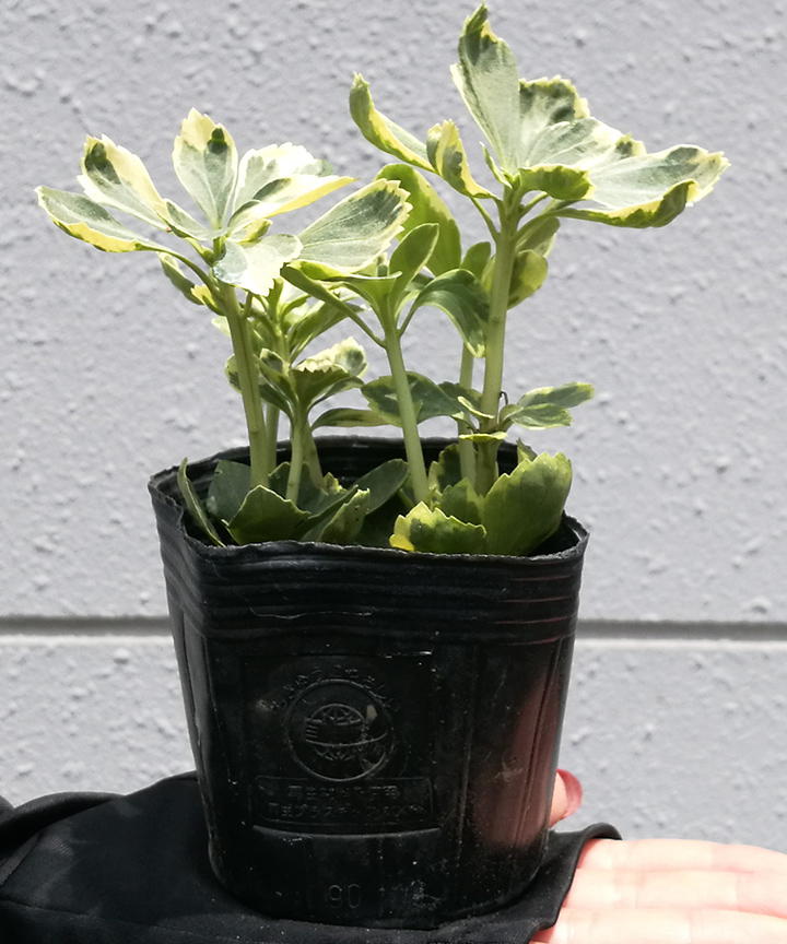 フイリフッキソウ(2pot)※フッキソウorフイリフッキソウいずれか