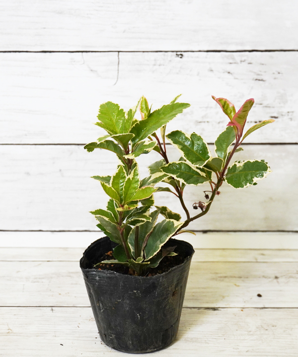 フイリヤブコウジ(2pot)