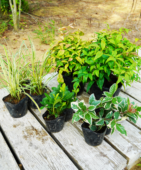 植え付け例②~下草単体で植え付ける場合~