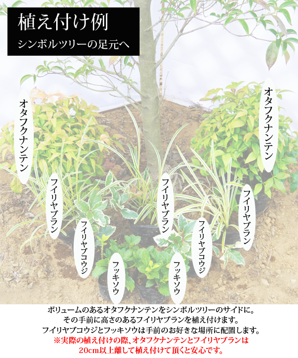植え付け配置例①~シンボルツリーの足元へ~