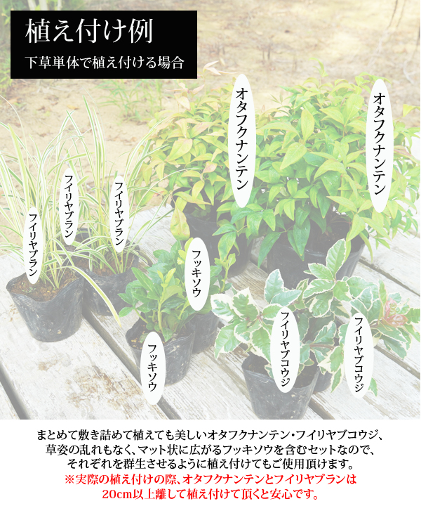植え付け配置例②~下草単体で植え付ける場合~