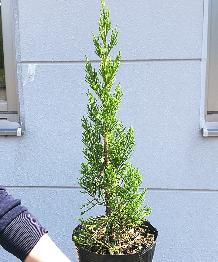 6月撮影