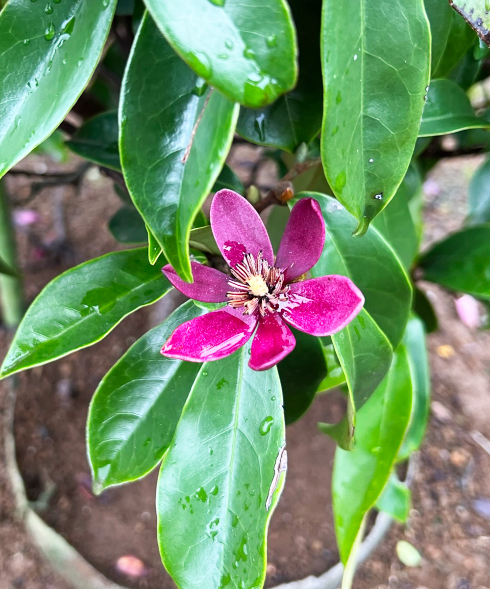 花イメージ