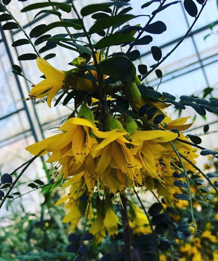 花イメージ