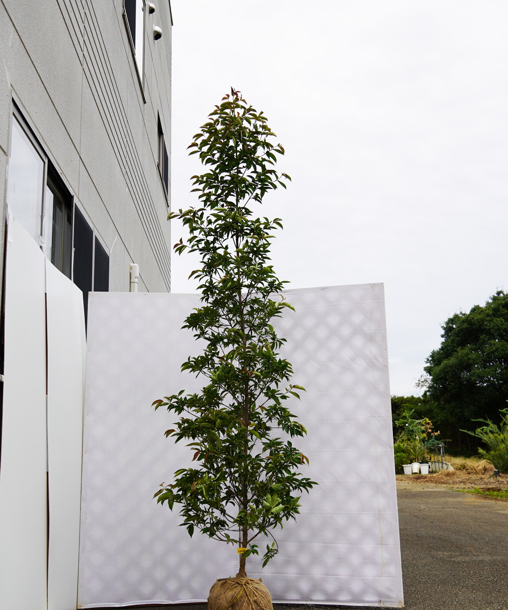 aipa8-22   常緑ヤマボウシ赤花「イワツキピンクペイジ」 高さ2.2m 不在置き了承商品