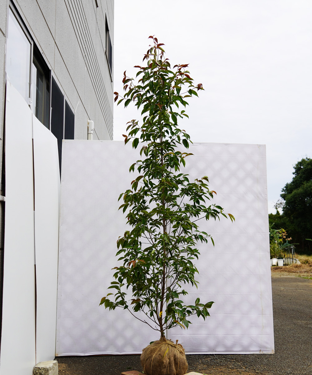 aipa10-20  常緑ヤマボウシ赤花「イワツキピンクペイジ」 高さ2.0m 不在置き了承商品