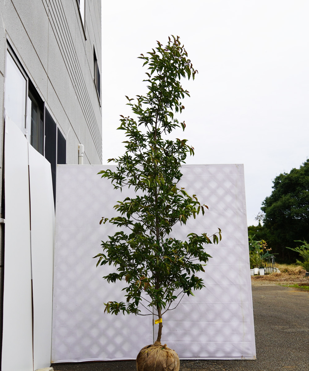 aipa11-24   常緑ヤマボウシ赤花「イワツキピンクペイジ」 高さ2.4m 不在置き了承商品