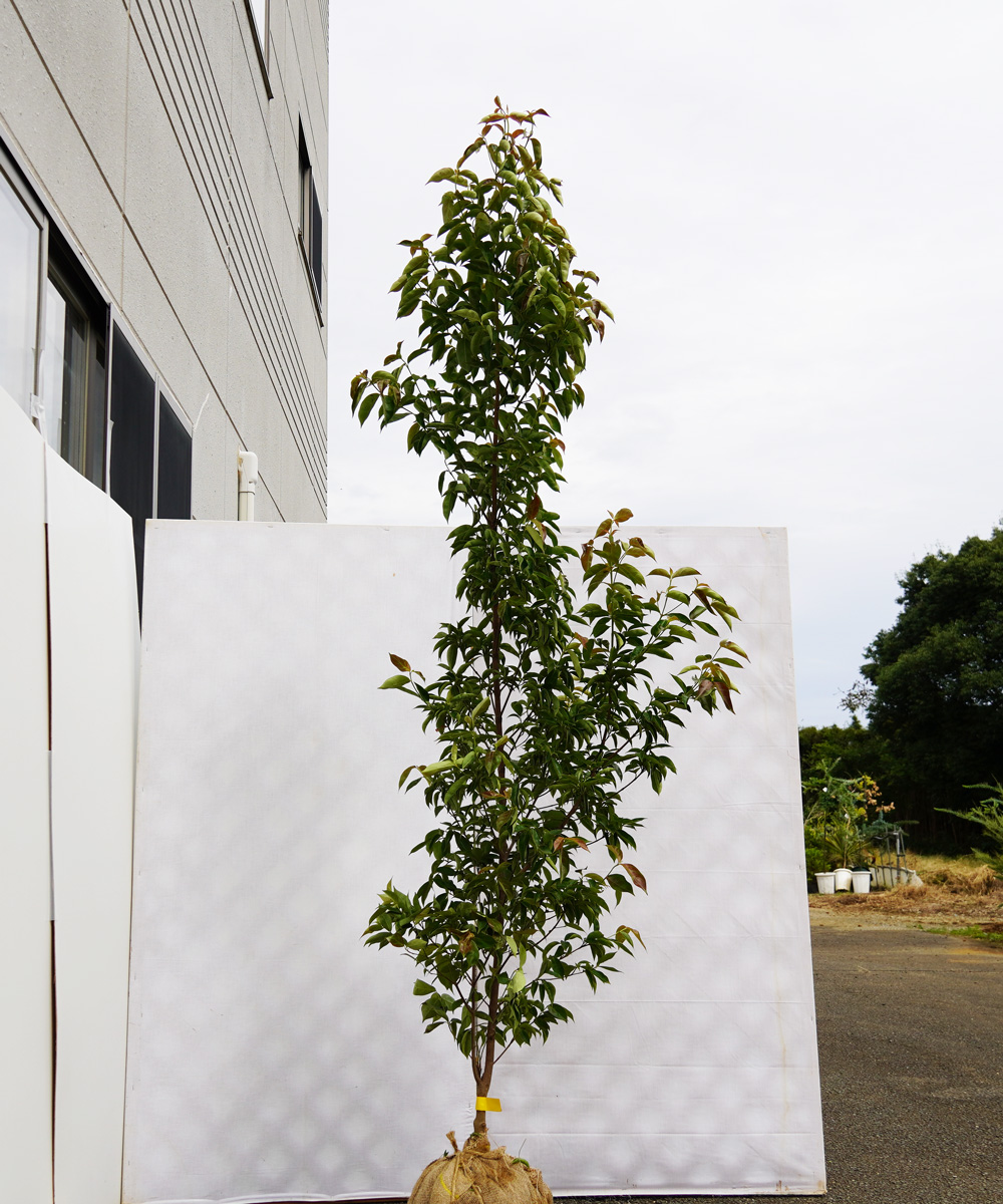 aipa21-23   常緑ヤマボウシ赤花「イワツキピンクペイジ」 高さ2.3m 不在置き了承商品