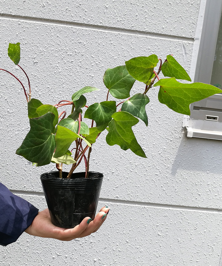 苗の状態(7月)