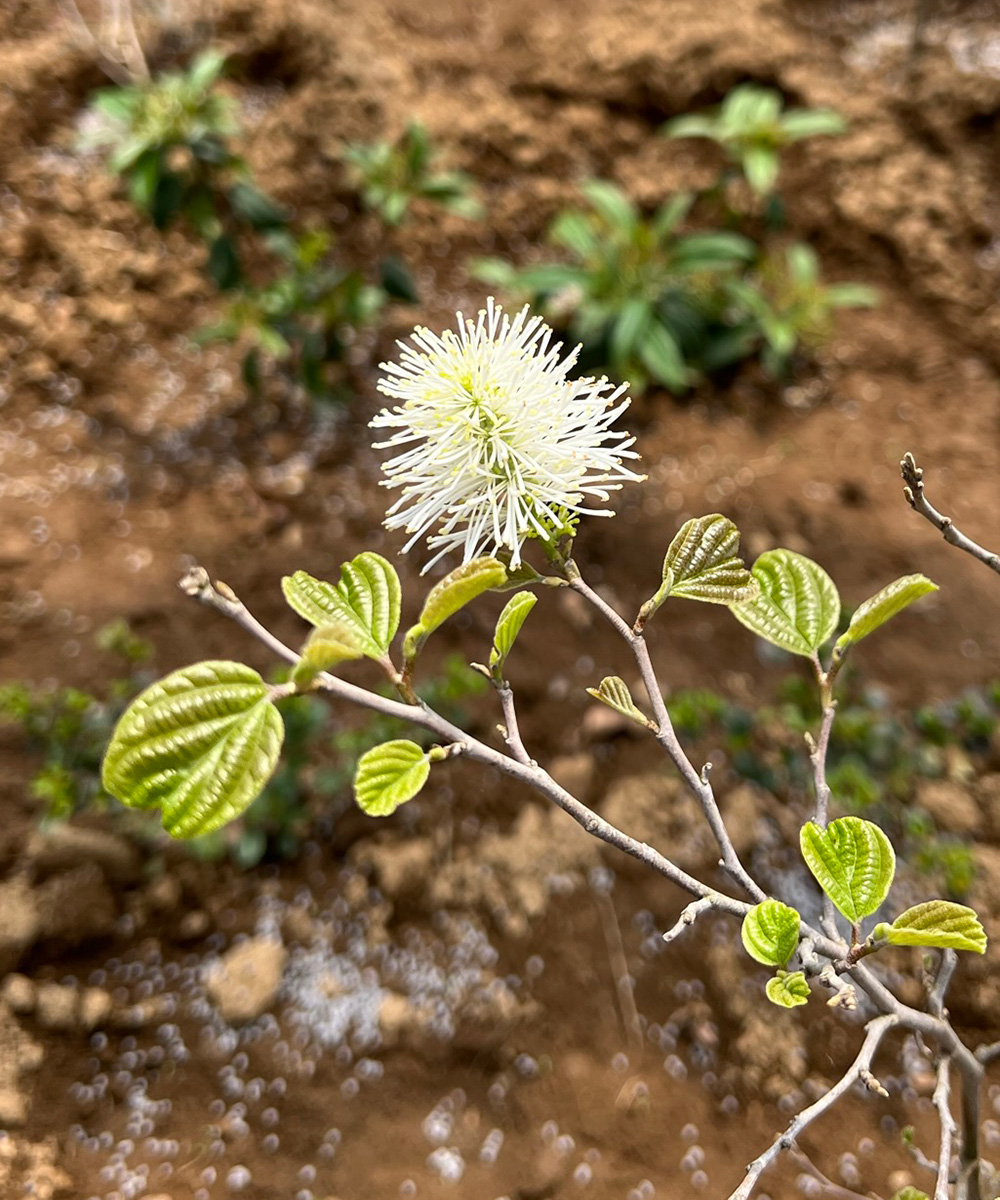 花