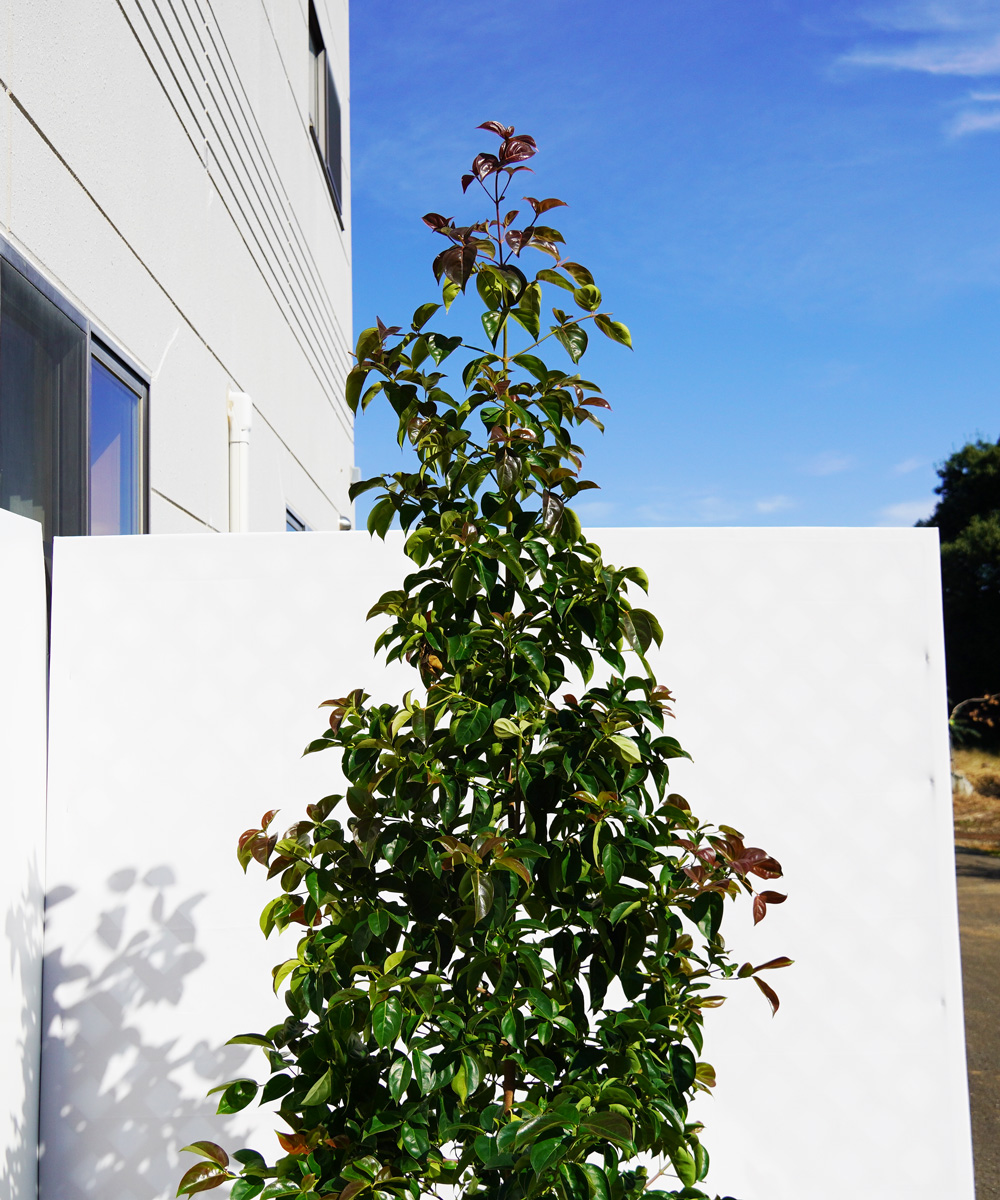 花上部