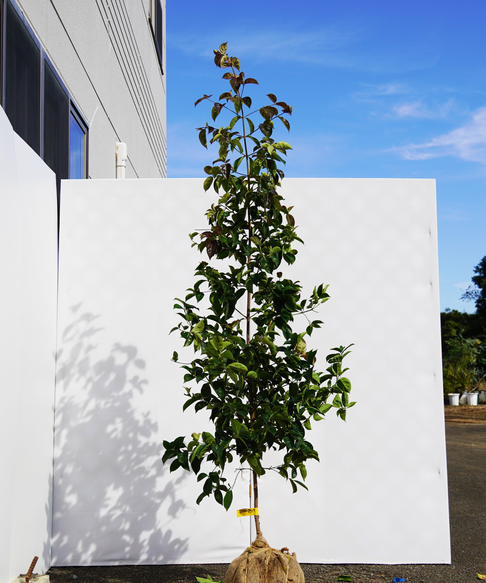 apaa24-19    赤花常緑ヤマボウシ「ピンクアラウンドペイジ」 高さ1.9m 不在置き了承商品