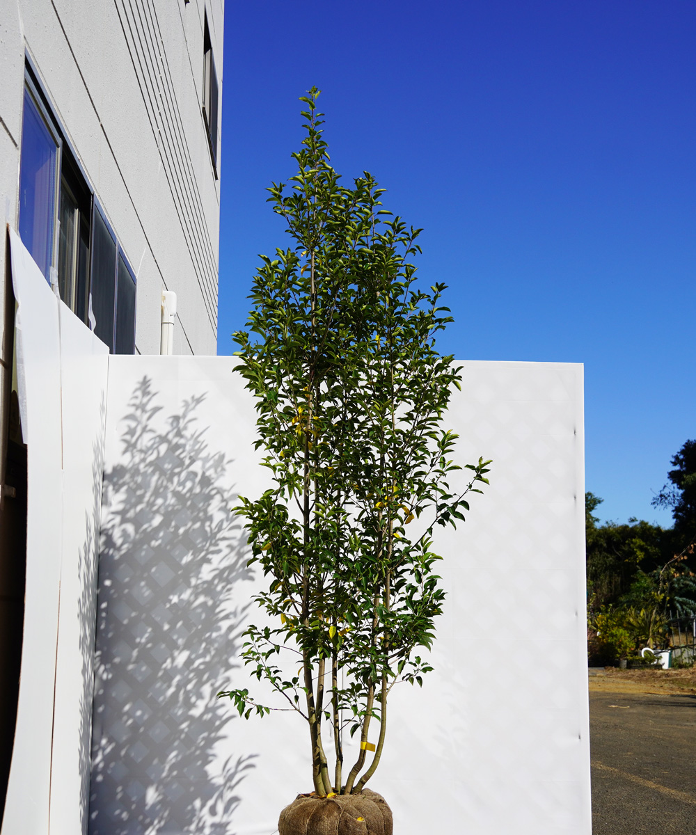 asya21-22  ソヨゴ株立 メス 高さ2.2m 不在置き了承