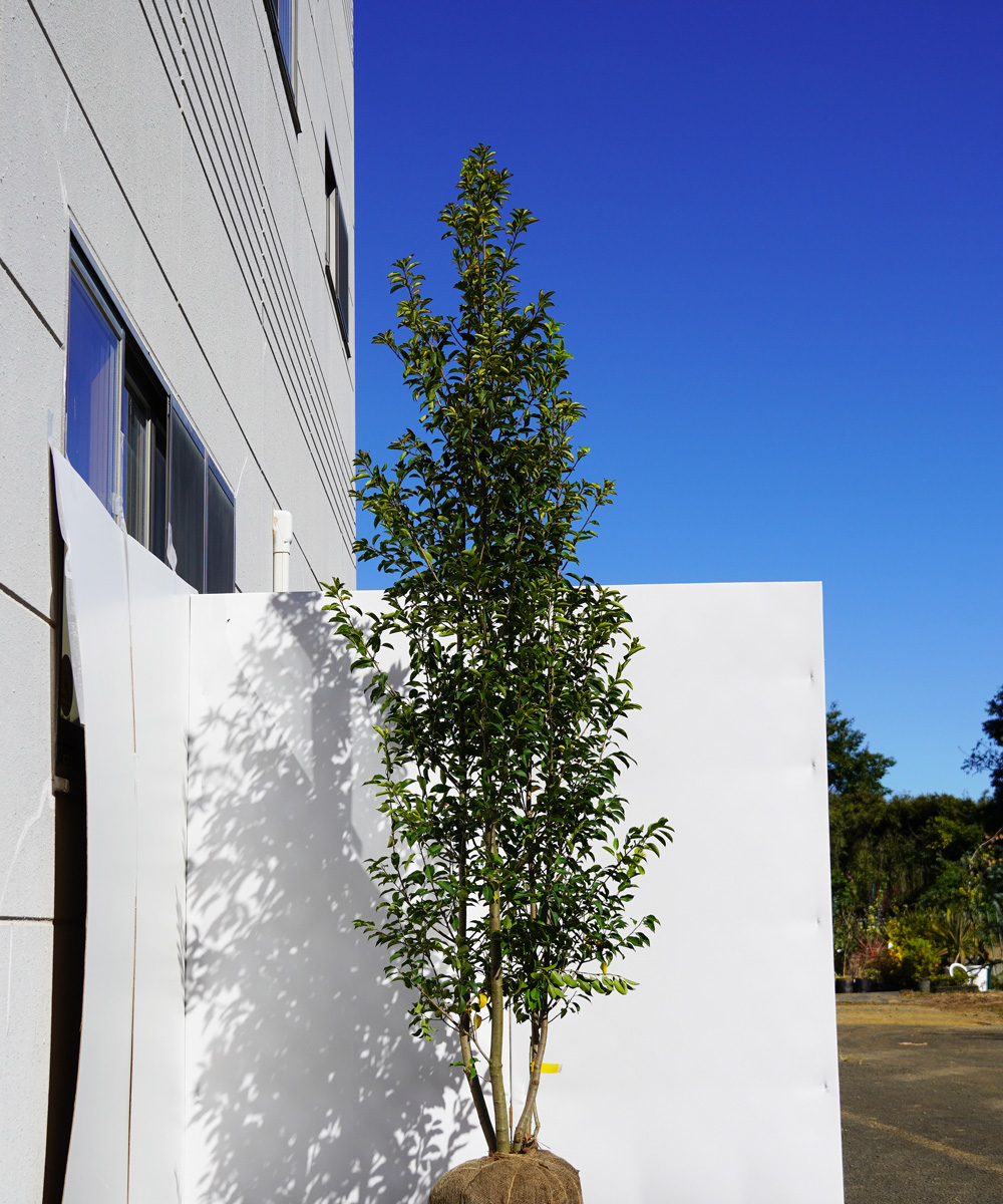 asya46-24  ソヨゴ株立 メス 高さ2.4m 不在置き了承