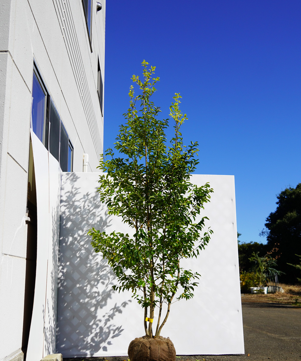 asya92-23  ソヨゴ株立 メス 高さ2.3m 不在置き了承
