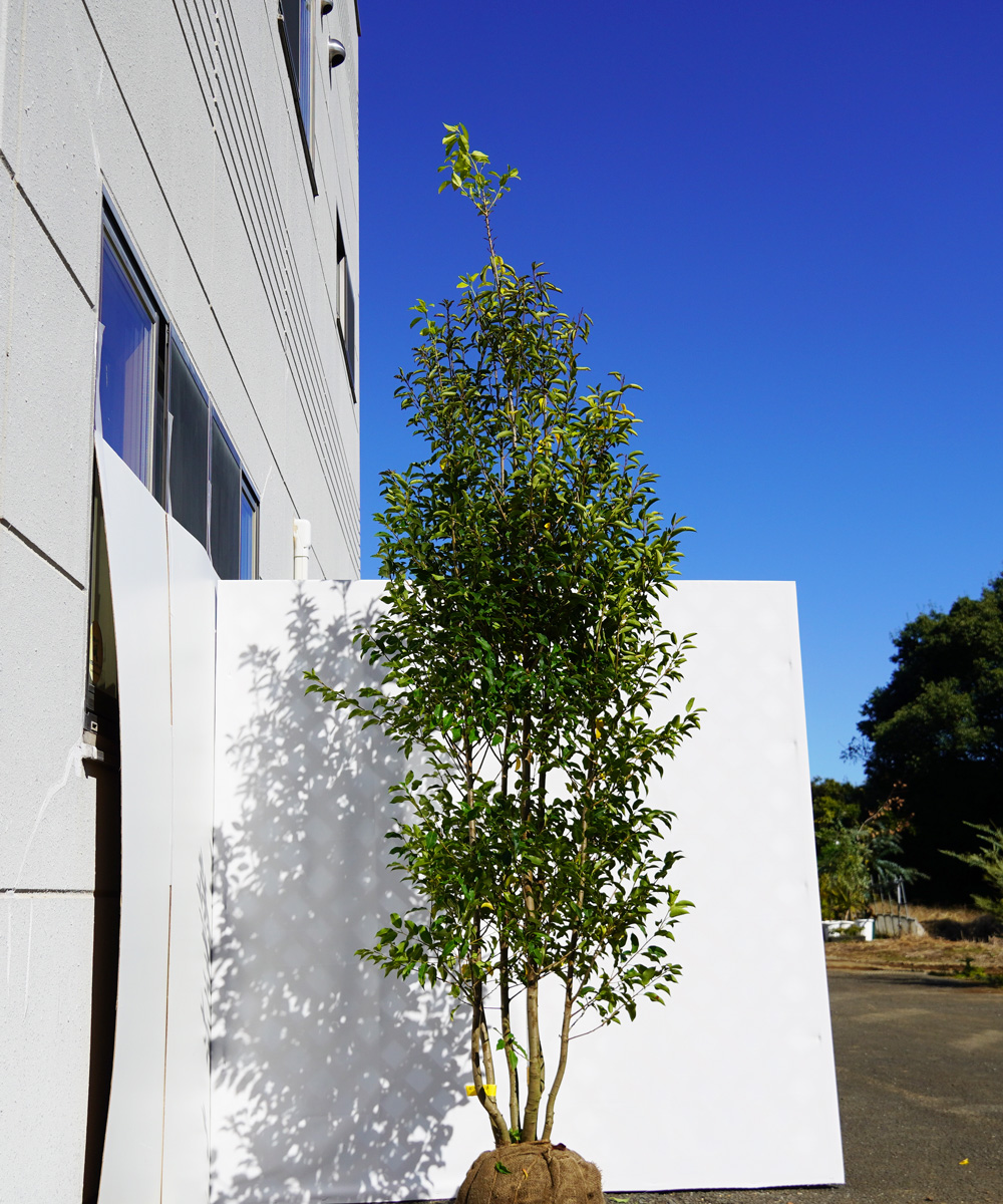 asya129-25  ソヨゴ株立 メス 高さ2.5m 不在置き了承