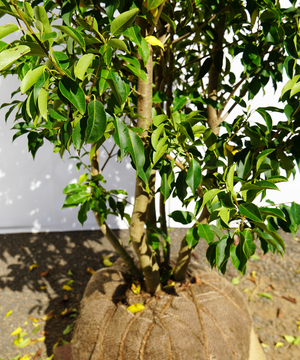 株元