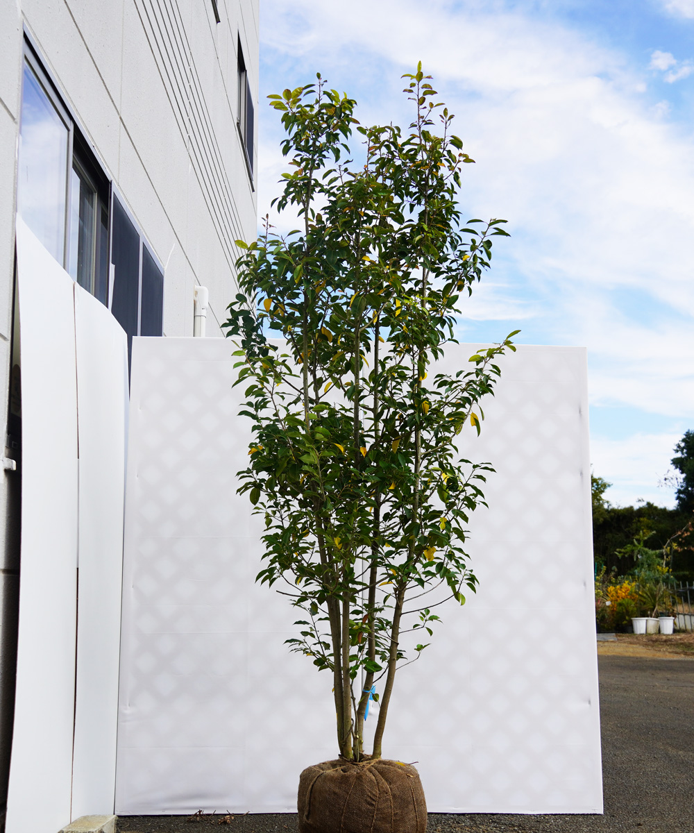 asyd5-22  ソヨゴ株立 オス　高さ2.2ｍ　不在置き了承）