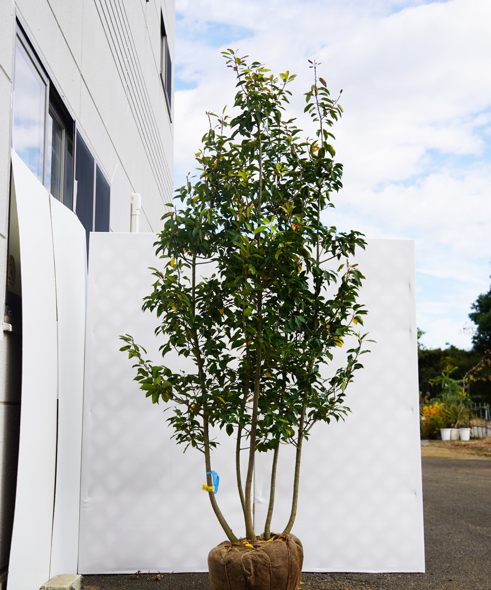 asyd16-22  ソヨゴ株立 オス　高さ2.2ｍ　不在置き了承