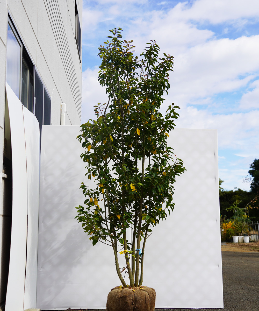 asyd19-20  ソヨゴ株立 オス　高さ2.0ｍ　不在置き了承