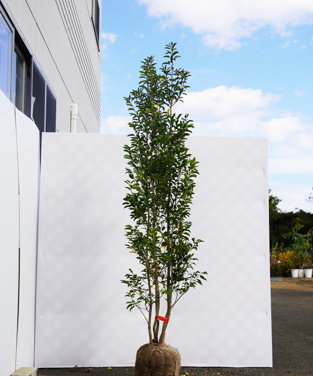 asyc36-20  ソヨゴ株立 メス 高さ2.0m 不在置き了承