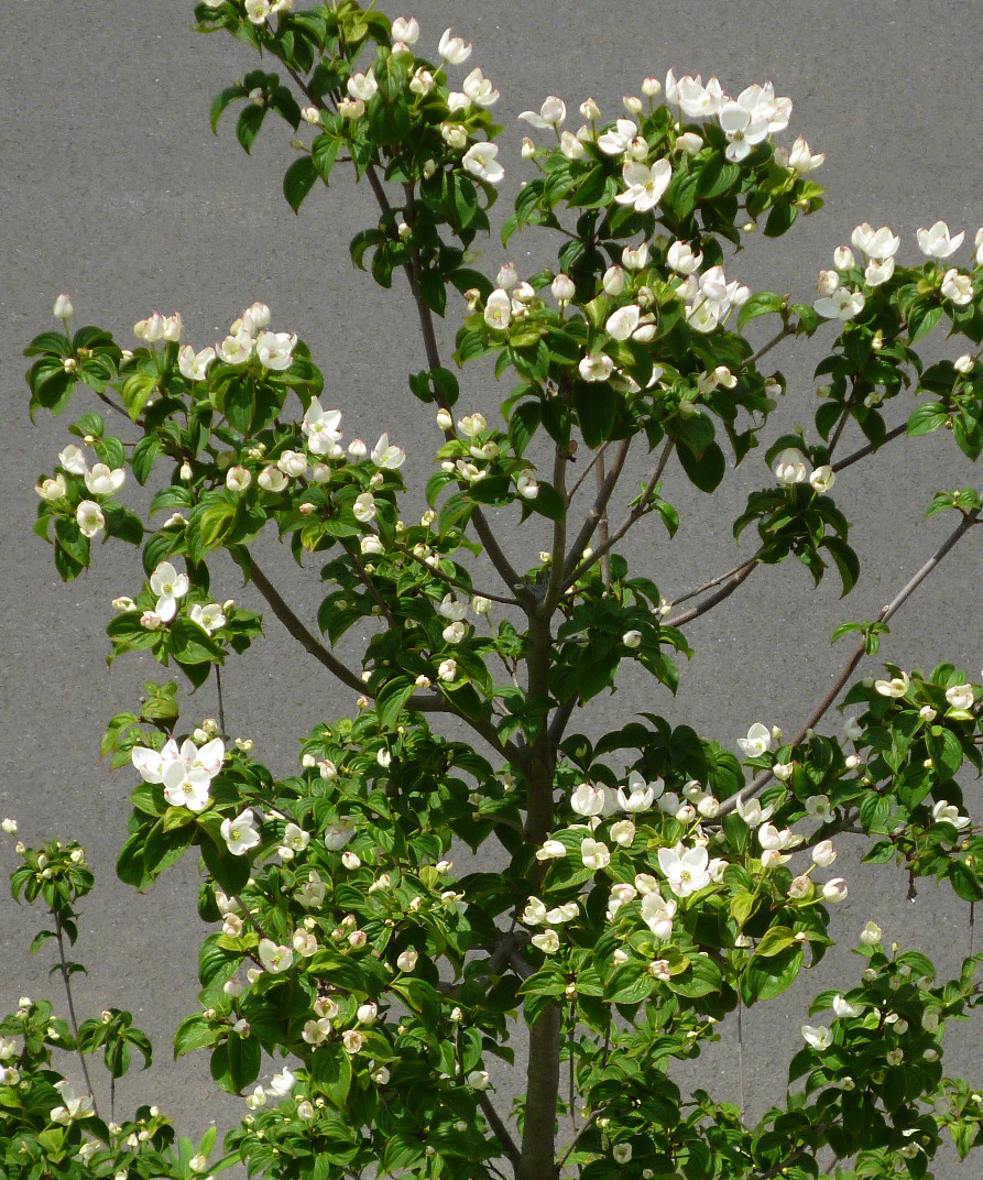 秋の花イメージ