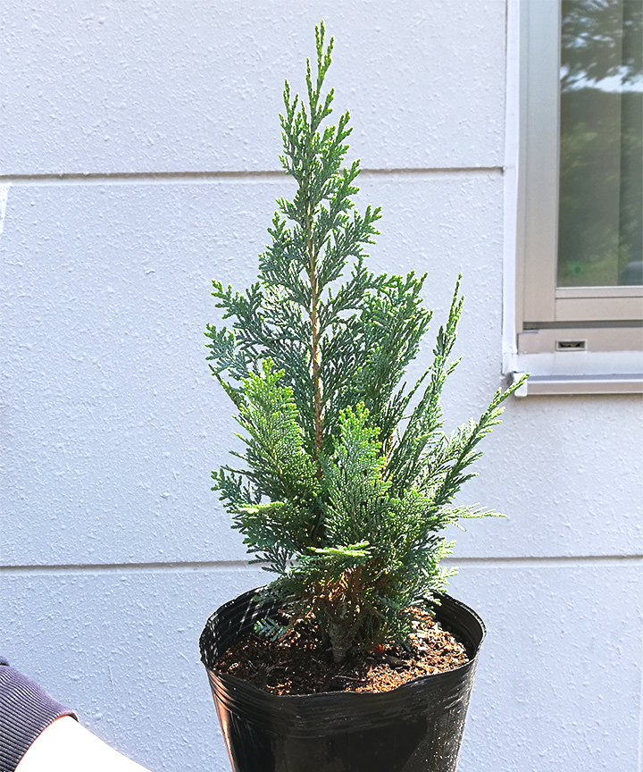 6月撮影