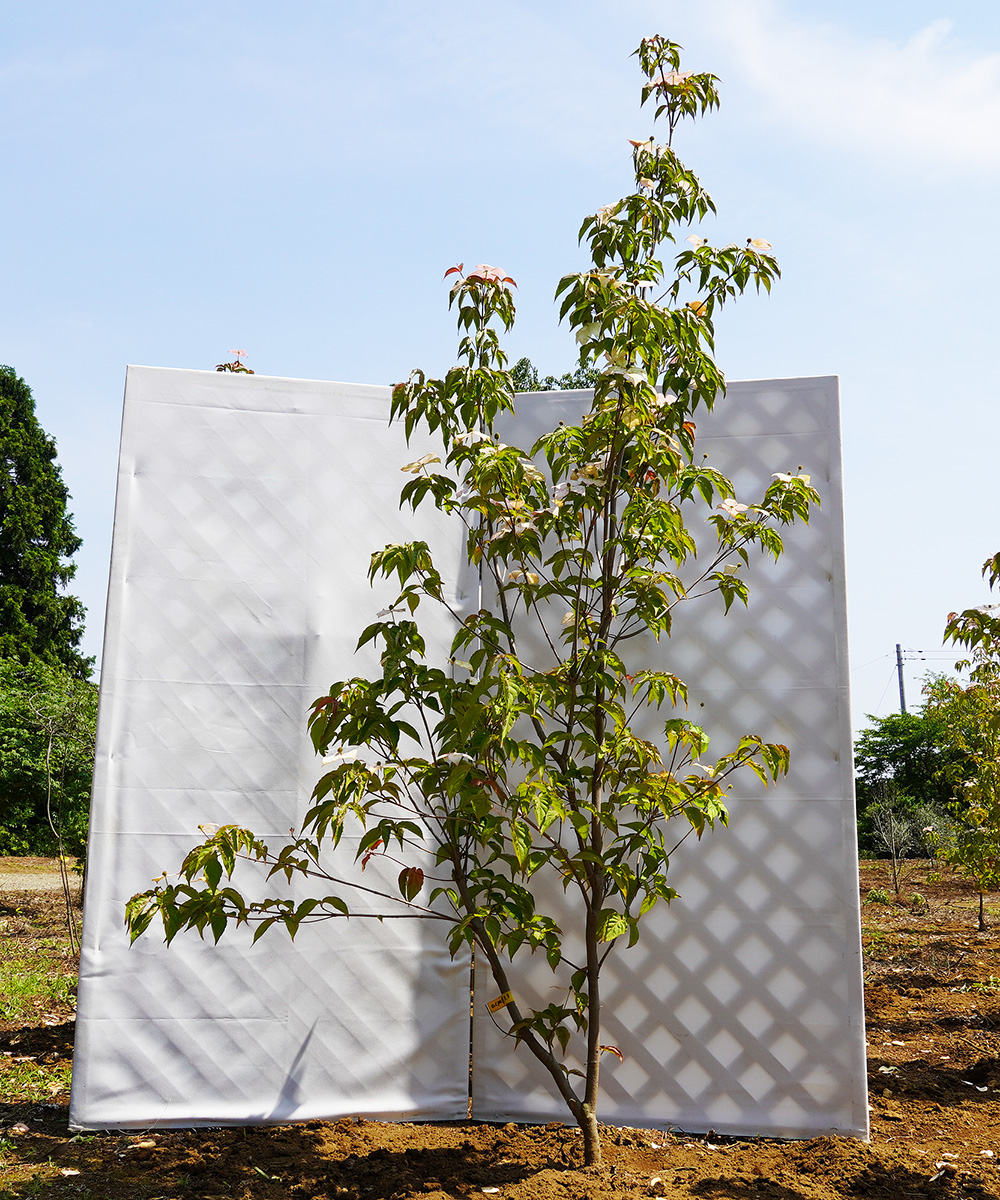 acpa17-23    落葉ヤマボウシ「マクロピンクハル」高さ2.3m　不在置き了承