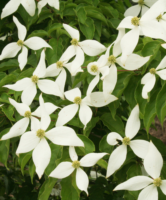 春の花