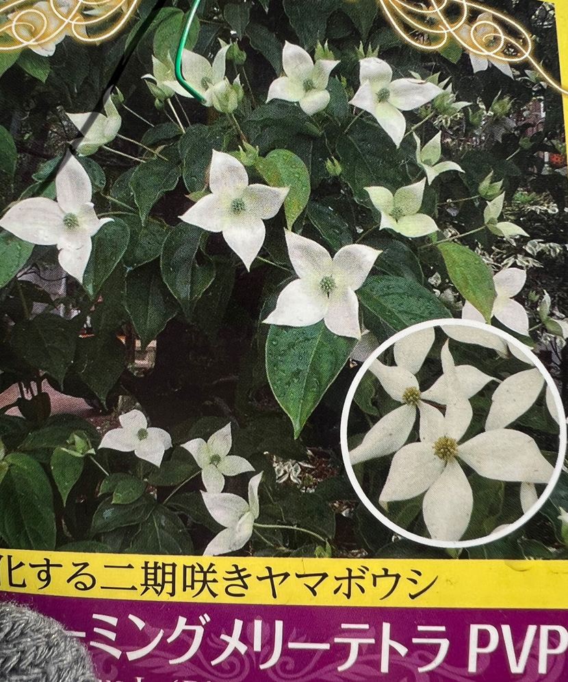 秋の花