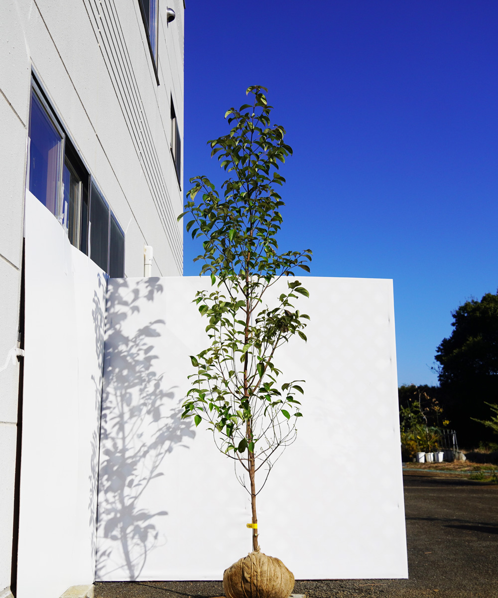 agpa19-23  常緑ヤマボウシ緑花「グリーンペイジ」高さ2.3ｍ　不在置き了承商品