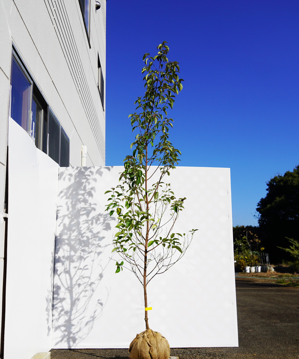 agpa22-25  常緑ヤマボウシ緑花「グリーンペイジ」高さ2.5m 不在置き了承商品