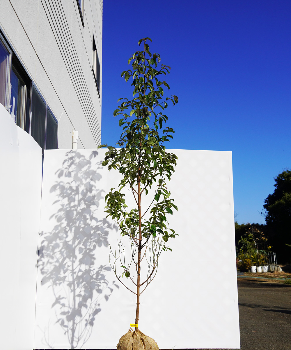 agpa35-23  常緑ヤマボウシ緑花「グリーンペイジ」高さ2.3m 不在置き了承商品