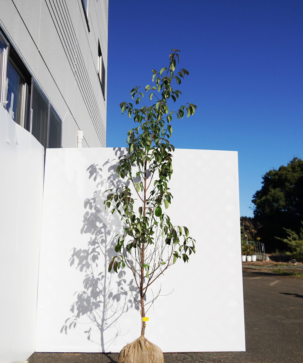 agpa50-23★  常緑ヤマボウシ緑花「グリーンペイジ」高さ2.3ｍ　不在置き了承商品