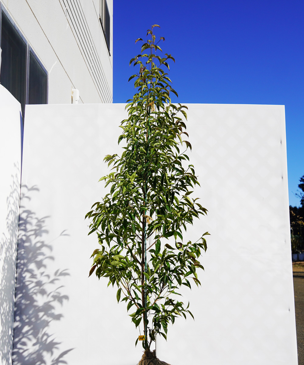 ampb12-18  常緑ヤマボウシ赤花「メリーピンクペイジ」高さ1.8m 不在置き了承商品