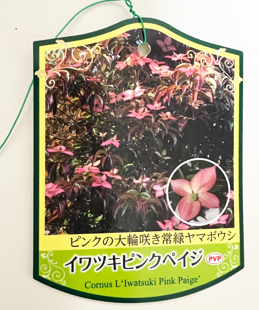 タグ