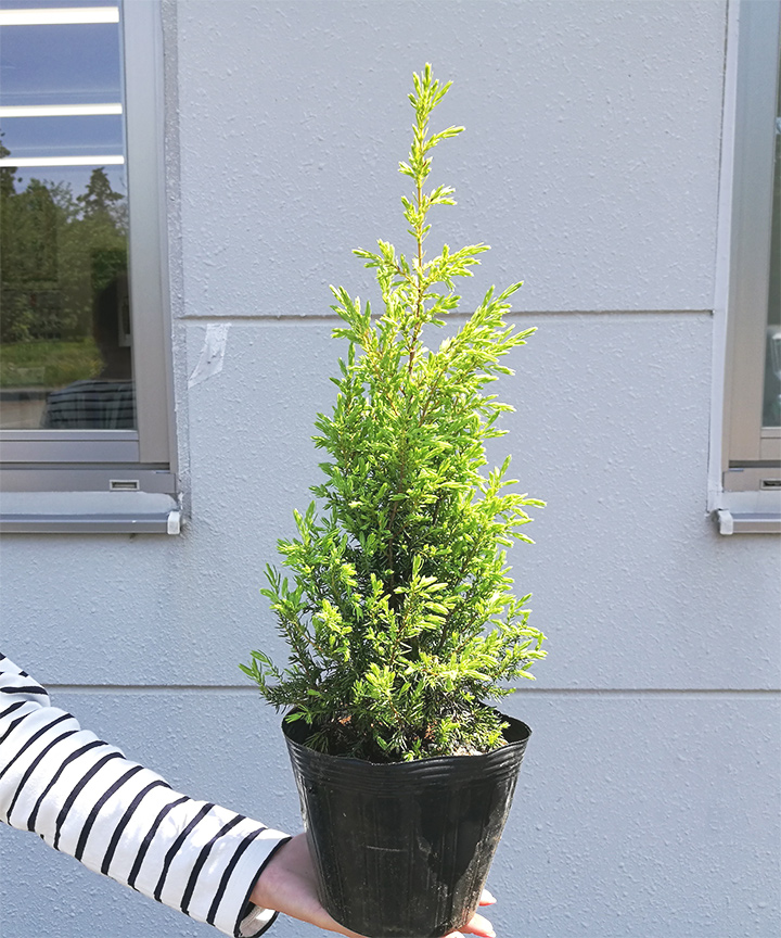 6月撮影