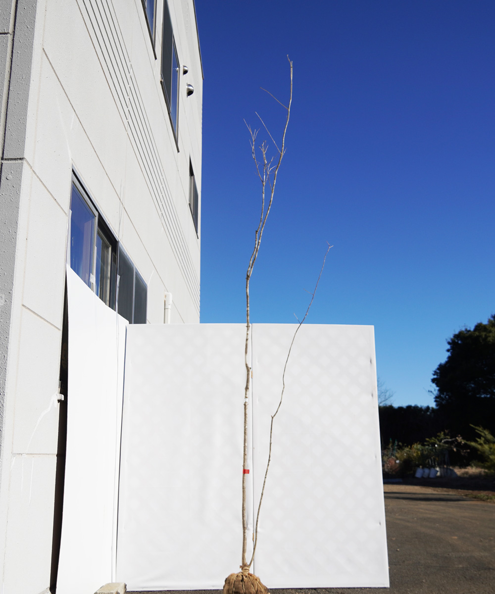 aada11-33【山採りもの】アオダモ 高さ3.3m程度 不在置き了承商品